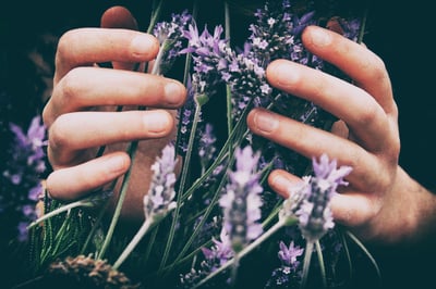 Woman's hands cupping wild lavender 