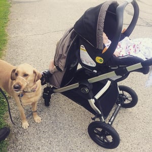 A family taking a newborn baby for a walk in a stroller with the dog leashed and not attached to the stroller.