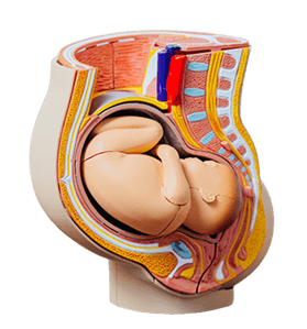 anatomical model of study model of baby in womb