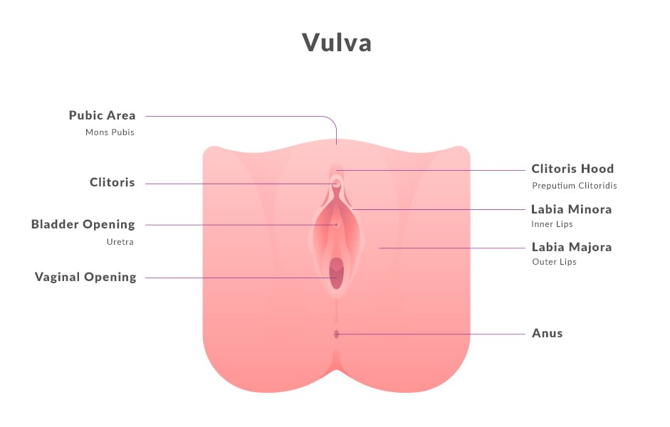 moreland OBGYN vulva