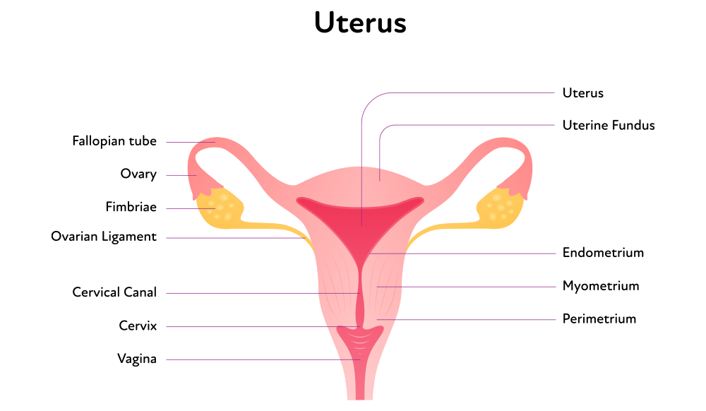 uterus-diagram