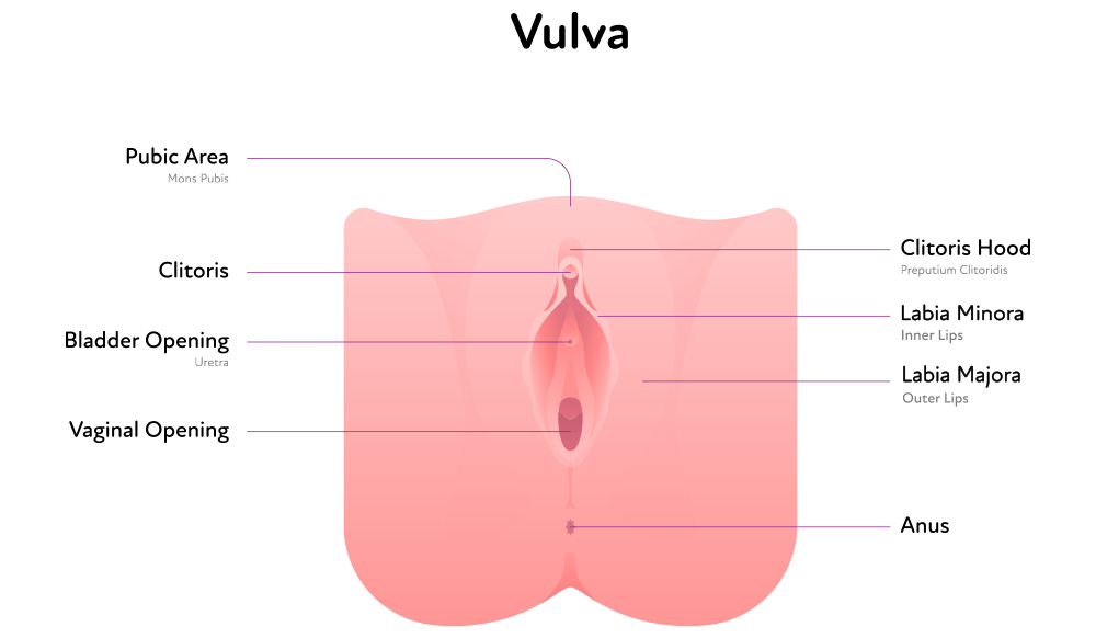 vulva diagram